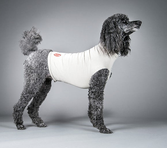 Dog wearing a gray surgi-sox shirt on a gray background