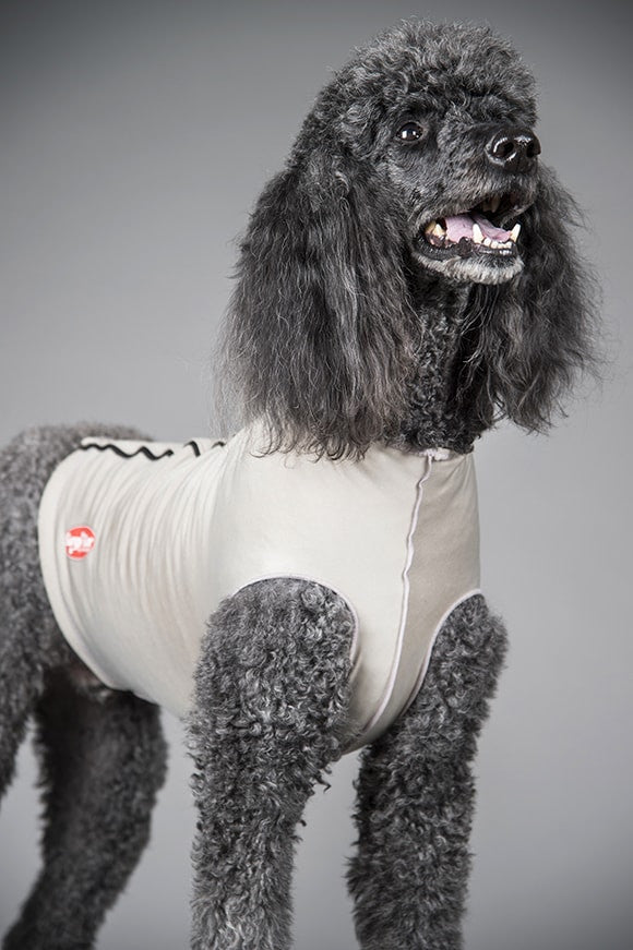 Dog wearing a gray onesie for a medical recovery suit with a gray background