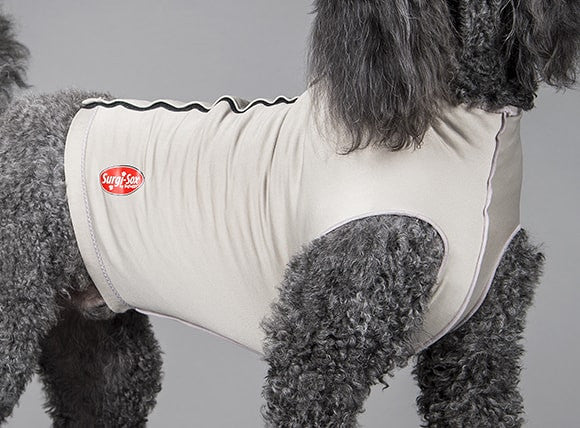 Dog wearing a white recovery suit by dogleggs with a visible brand logo on a gray background