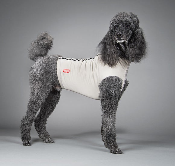 Dog wearing a gray recovery suit by surgi-sox with a red logo on a gray background