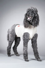 Dog wearing a white surgi-sox medical pet shirt on a gray background