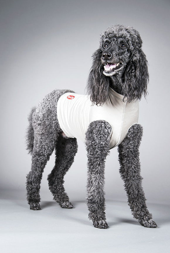 Dog wearing a white surgi-sox medical pet shirt on a gray background