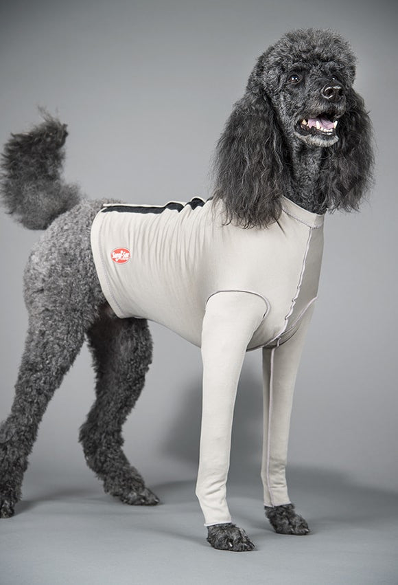 Dog wearing a gray surgi sox recovery suit with a gray background