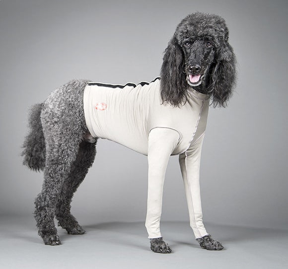 Dog wearing a gray surgi sox suit with leggings with black velcro closure on a gray background