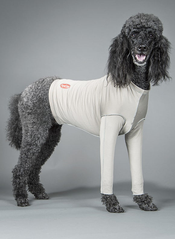 Poodle wearing a gray dog onesie for surgical recovery against a gray background