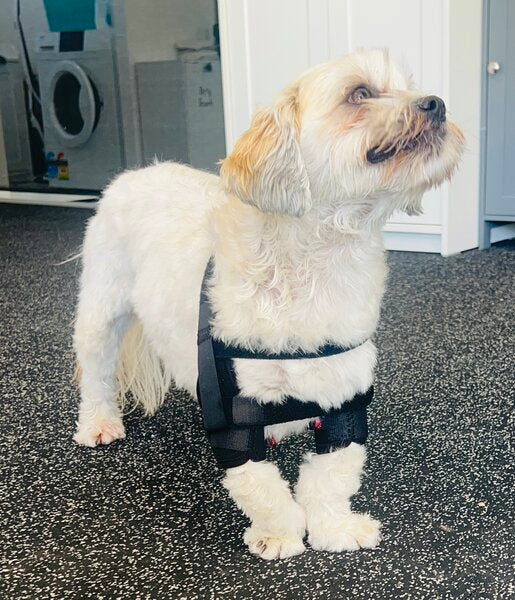 Small dog wearing a black shoulder stabilization support for MSI