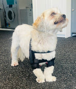 Small dog wearing a black shoulder stabilization support for MSI