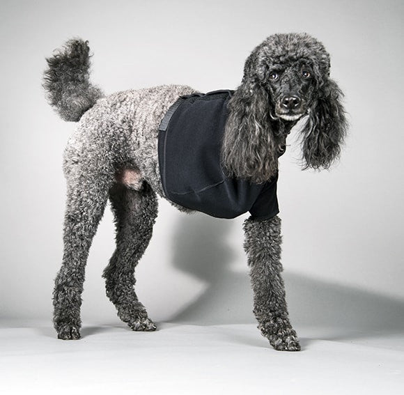 Poodle wearing a black velpeau brace on a gray background