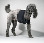 Poodle wearing a black velpeau brace on a gray background