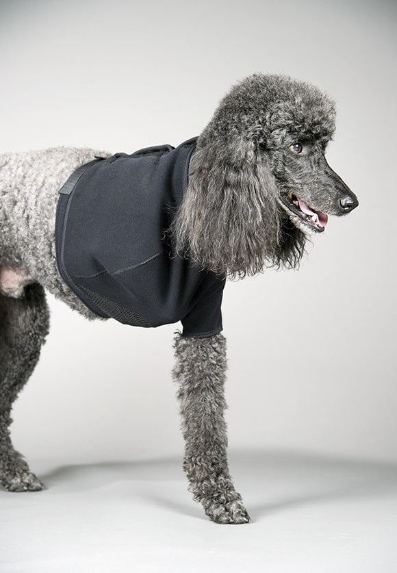 Dog wearing a black veleau sling on a white background
