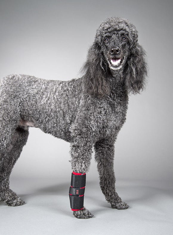 Dog wearing protective carpal brace for hyperextension on a gray background