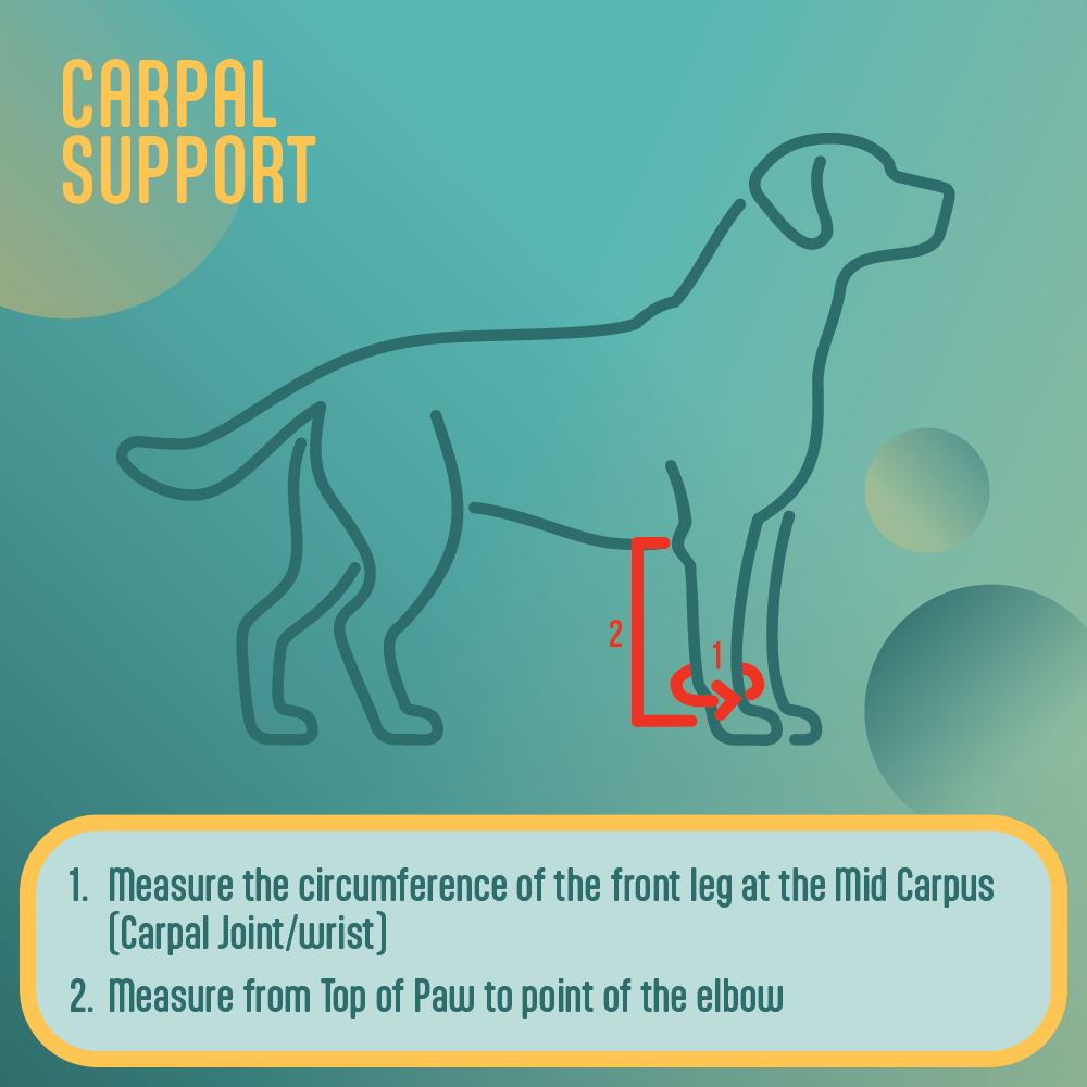 Diagram of a dog with instructions on measuring carpal support on a teal background