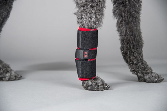 Dog leg with a black and red carpals support for carpal hyperextension on a gray background