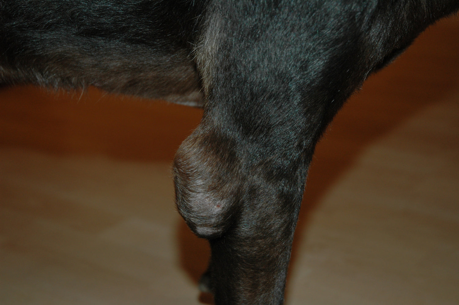 Close-up of a dog's elbow hygroma with a blurred background