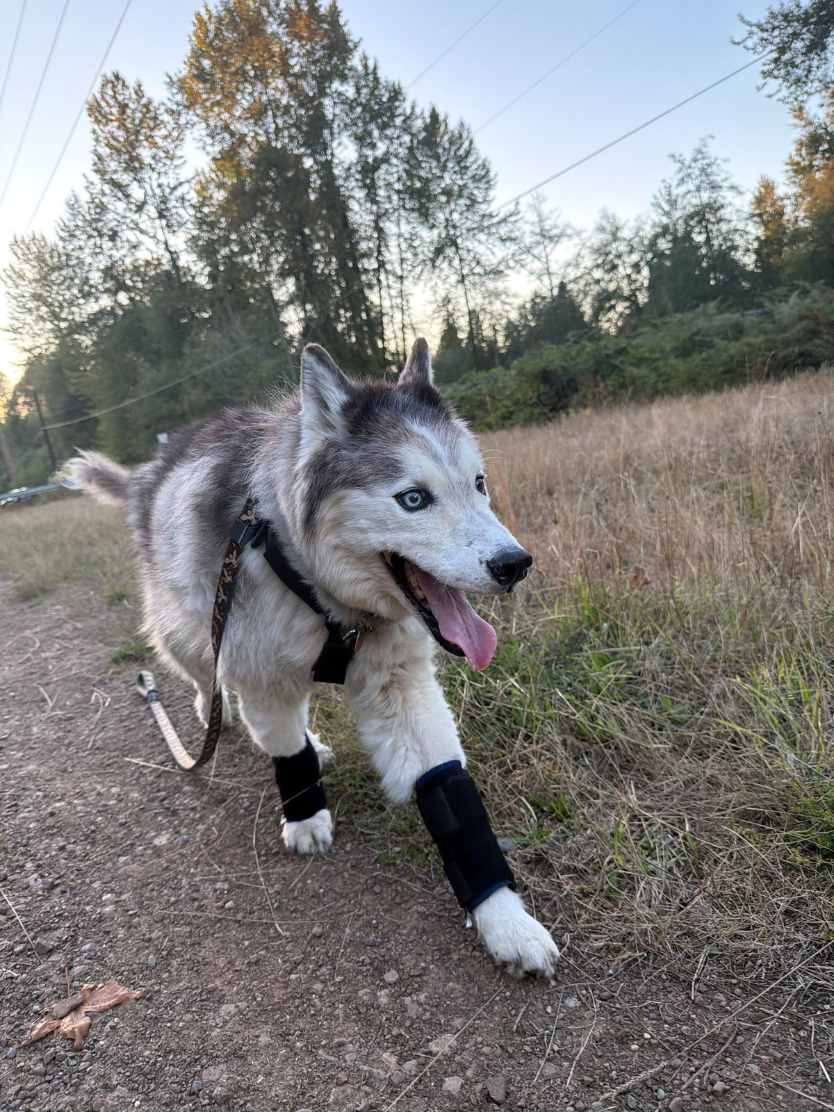 A husky dog outdoors wearing black Dogleggs carpal wraps and a harness, photographed from a low angle on a dirt path with trees and grass in the background.