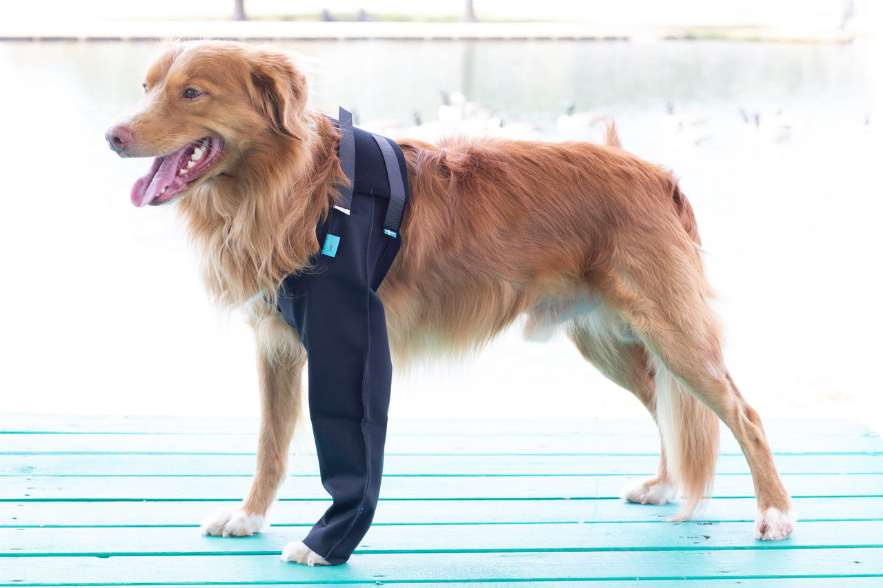 Dog wearing a black Scandi front leg wrap on a wooden deck