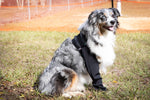 Dog wearing a black Scandi Front leg protective wrap sitting on grass with a blurred background