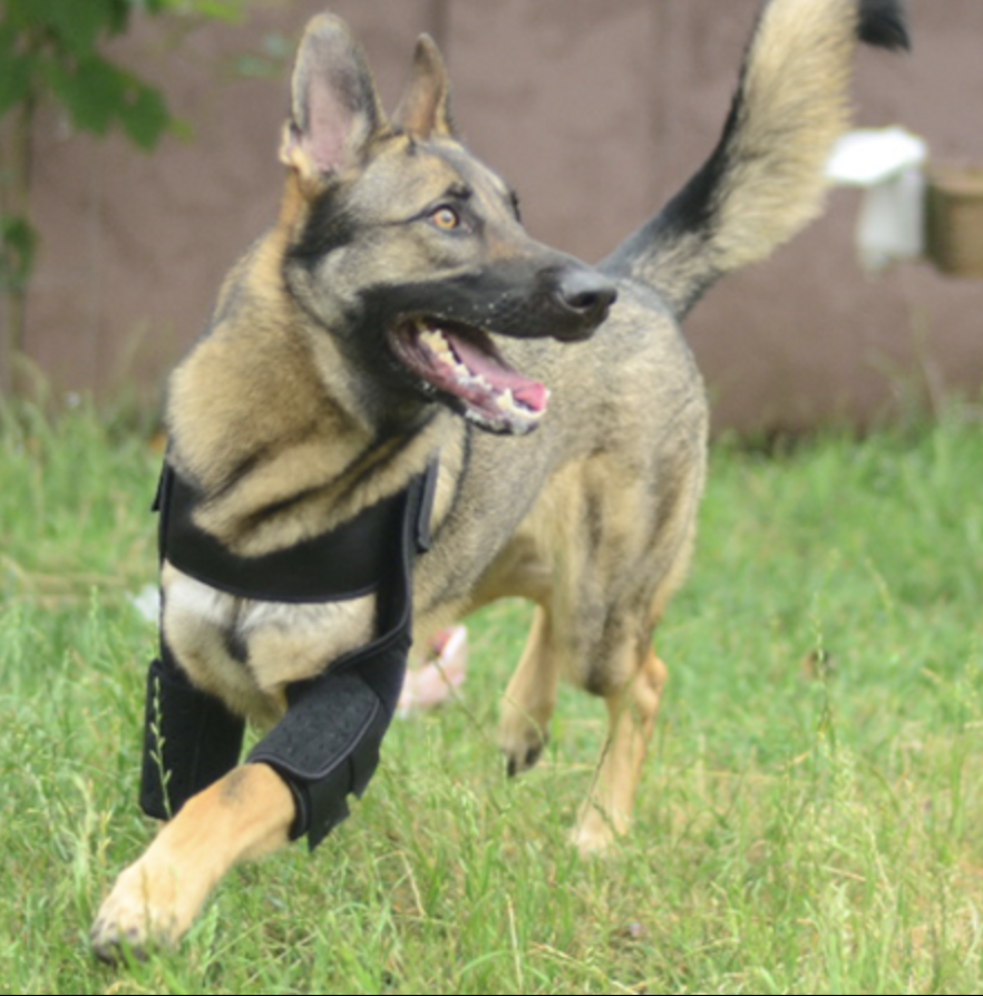 German Shepherd wearing a canine protective elbow sleeve to protect from elbow hygromas