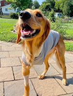 A golden retriever dog with a front-leg amputation wearing a light gray fitted recovery shirt stands on a stone patio in a backyard with grass, trees, and a house visible in the background.