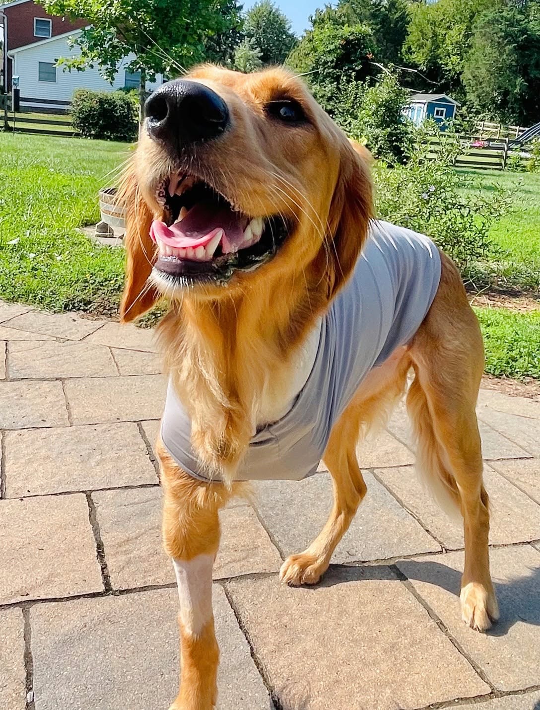 A golden retriever dog with a front-leg amputation wearing a light gray fitted recovery shirt stands on a stone patio in a backyard with grass, trees, and a house visible in the background.