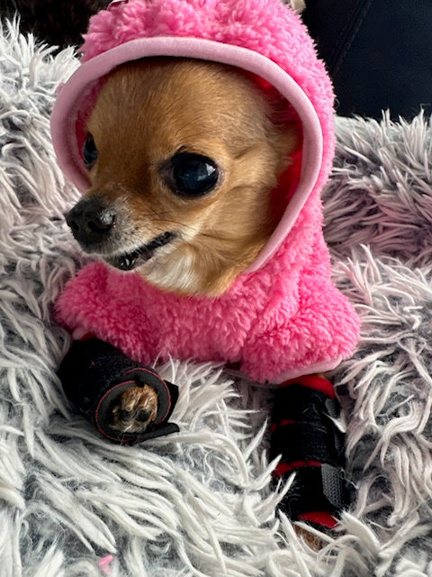 Small dog wearing a pink hoodie and dogleggs carpal supports on a fluffy white surface