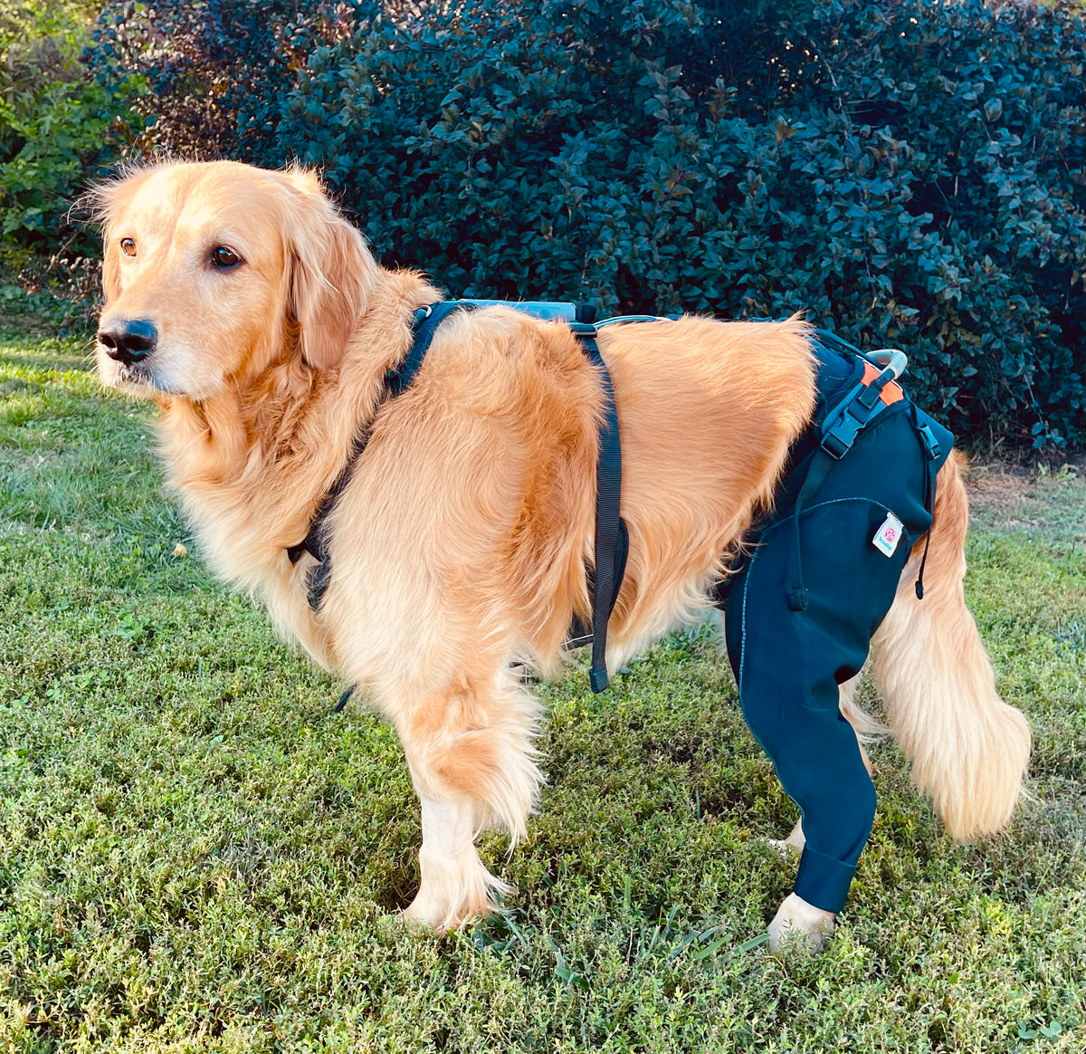 A golden retriever standing on grass outdoors, wearing a dark navy blue scandi wrap and matching leg coverings to protect it's TPLO surgery from infection