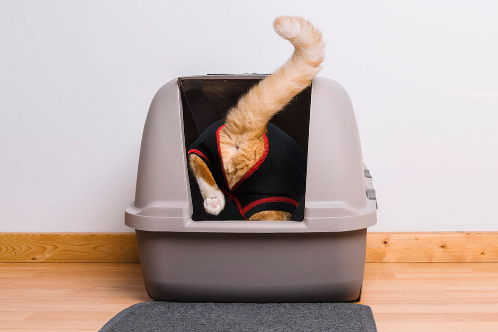 Cat using a covered litter box on a wooden floor while wearing a medipaw cat recovery suit.