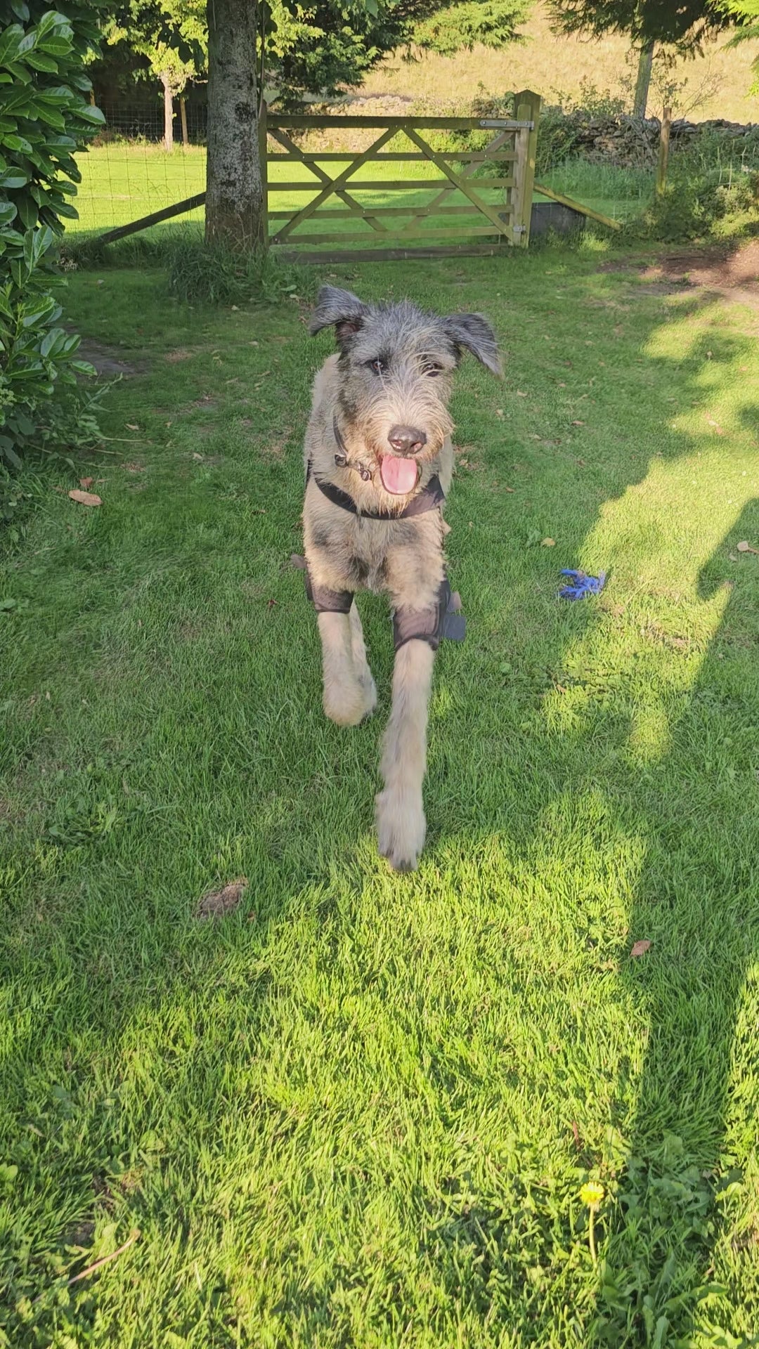 Video of a dog playing in their elbow brace