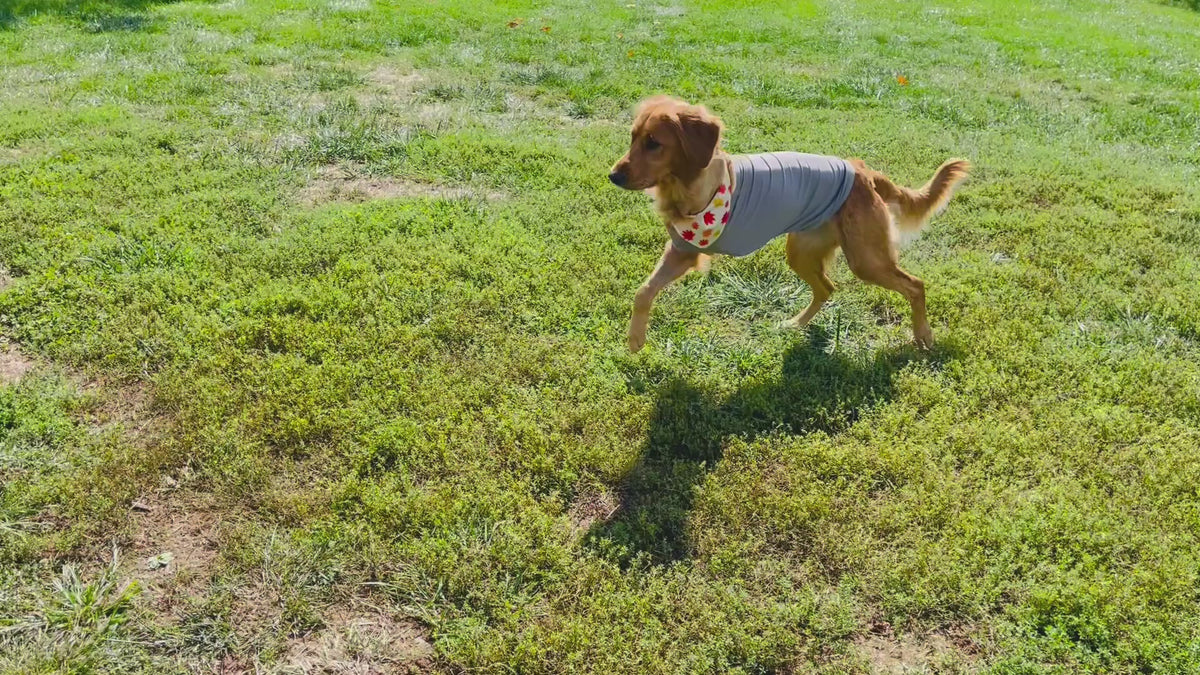 Dog playing in the yard chasing a butterfly while wearing a post surgical recovery suit from DogLeggs