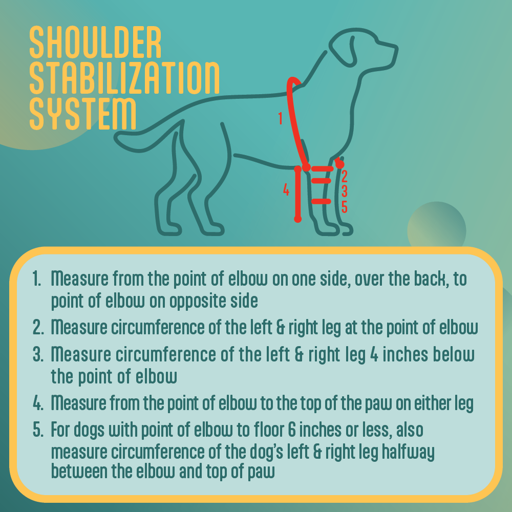 Instructions for measuring a dog using a shoulder stabilization system on a teal background.