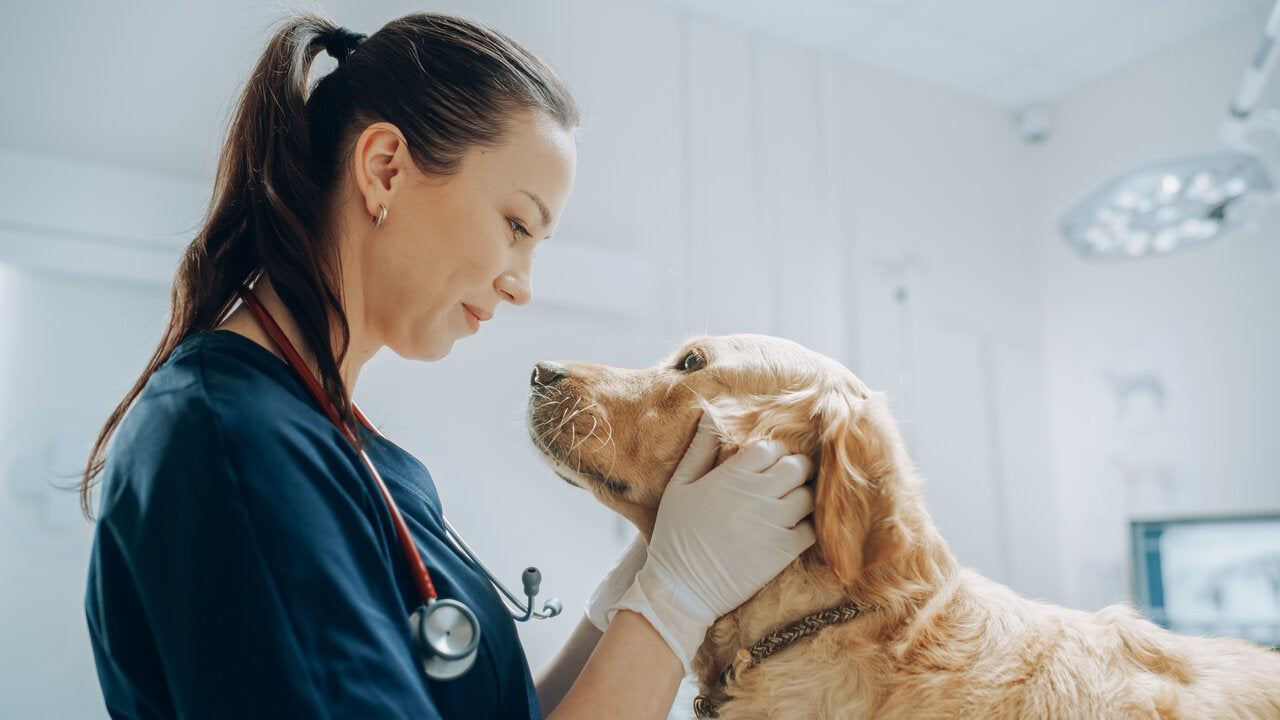 Veterinarian examining a dog in a clinic setting