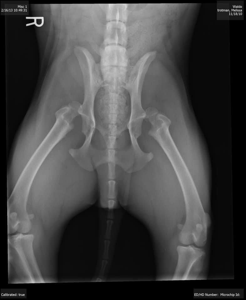 X-ray of a dog's abdomen showing hip dysplasia