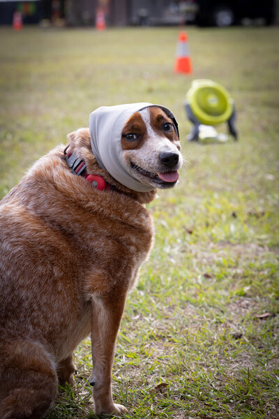 Dog with ear hematoma wearing a DogLeggs Happy Wrap