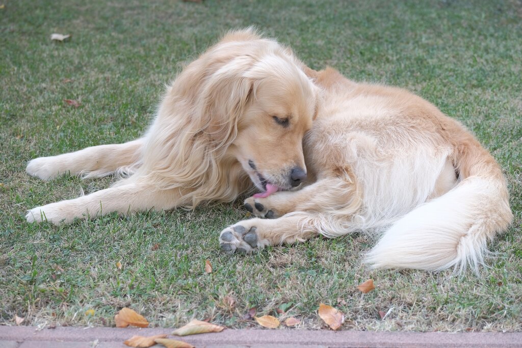 Golden Retriever dog licking paw