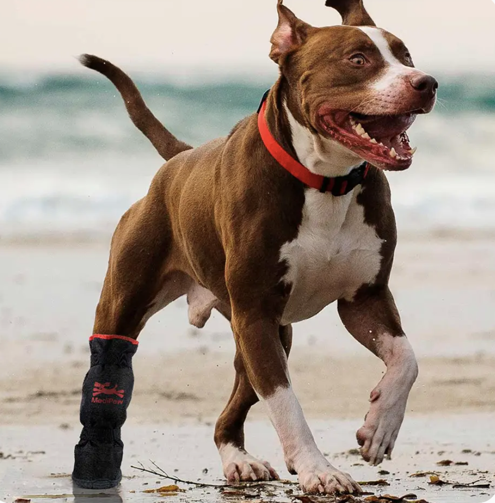 Do Dogs Need Boots for Hot & Cold Weather?