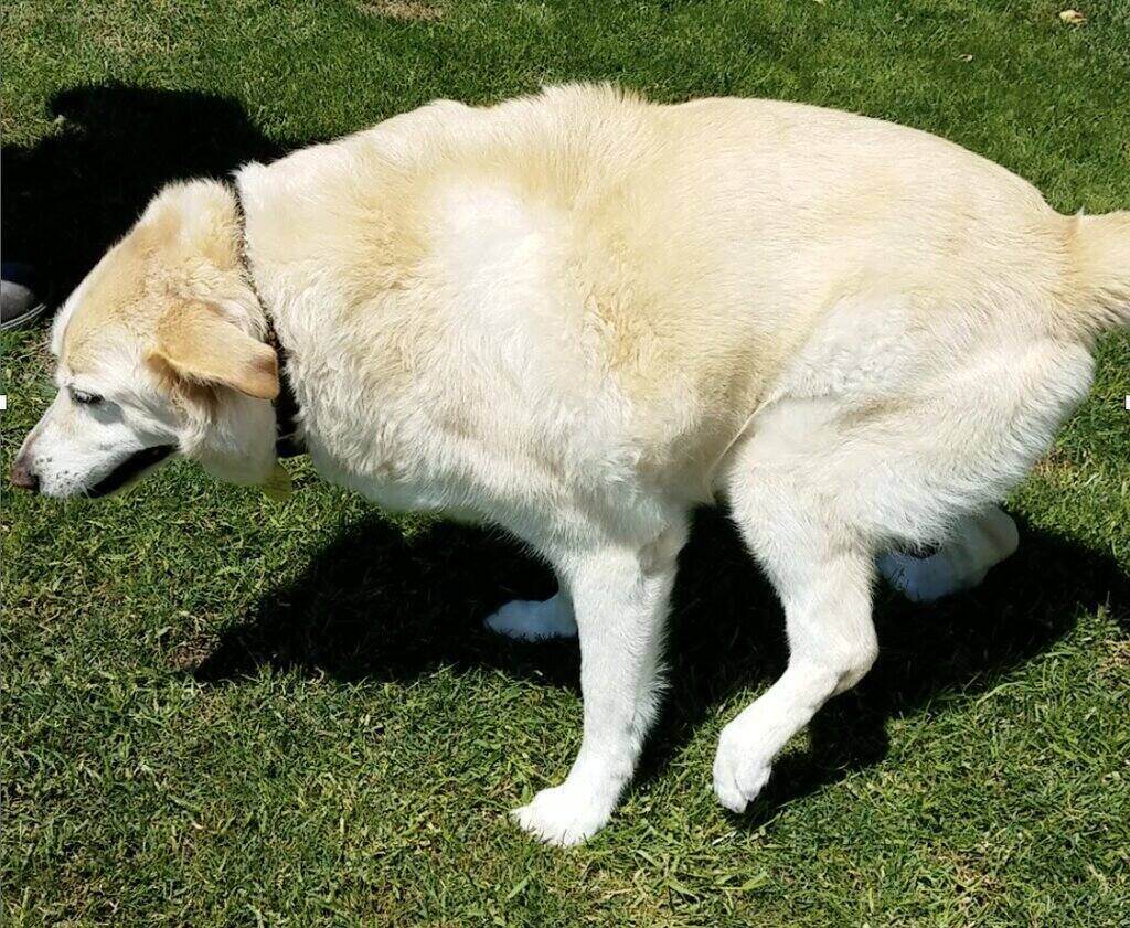 White Labrador dog limping because of an injured knee